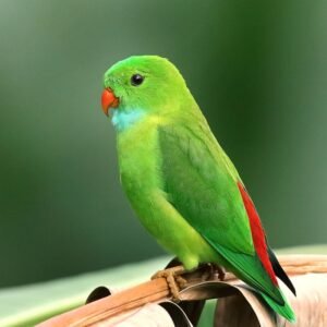 Bird Watching Field Guide