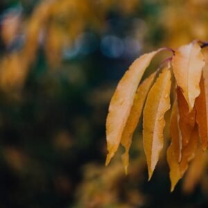 Titan Titanium Carabiner Clip Set