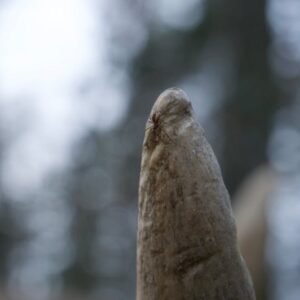 Compression Packing Sacks